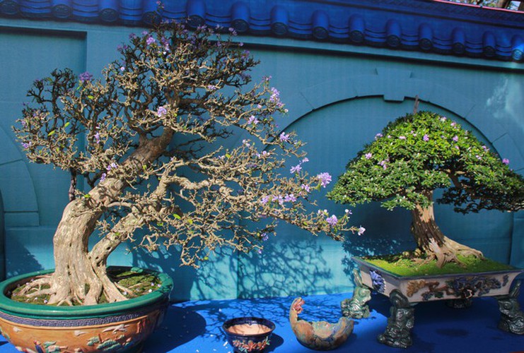 thousands of bonsai go on show at asia-pacific exhibition hinh 1