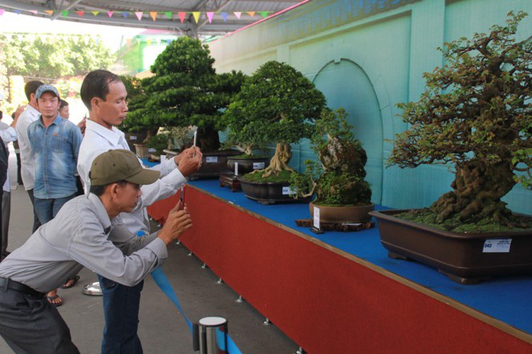 thousands of bonsai go on show at asia-pacific exhibition hinh 3