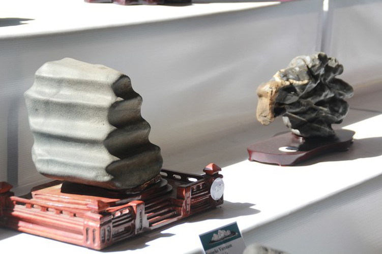 thousands of bonsai go on show at asia-pacific exhibition hinh 26