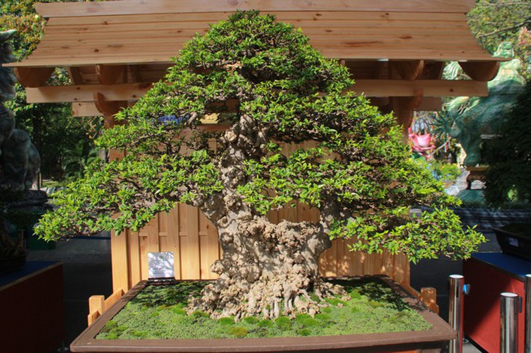 thousands of bonsai go on show at asia-pacific exhibition hinh 5