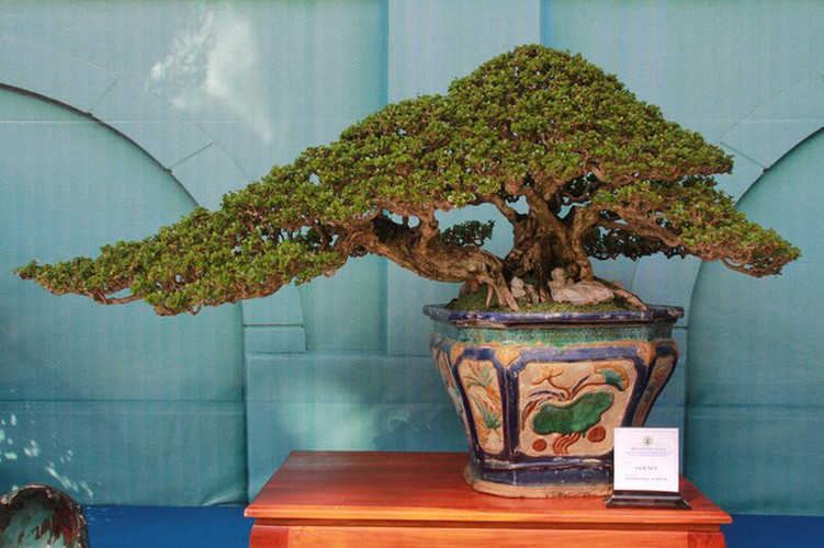 thousands of bonsai go on show at asia-pacific exhibition hinh 7