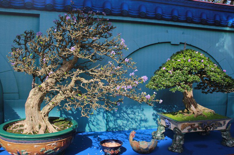 thousands of bonsai go on show at asia-pacific exhibition hinh 8