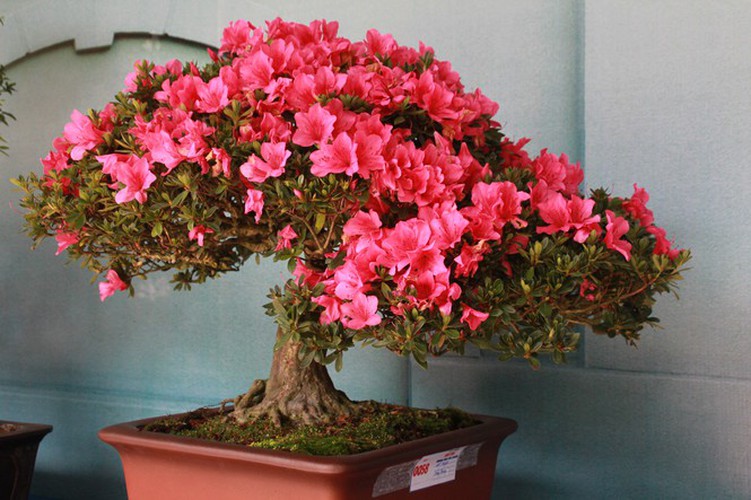 thousands of bonsai go on show at asia-pacific exhibition hinh 9