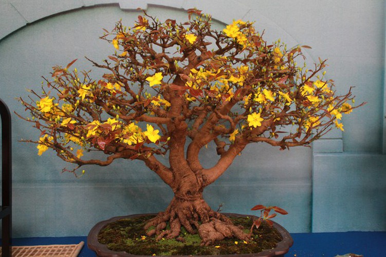 thousands of bonsai go on show at asia-pacific exhibition hinh 10