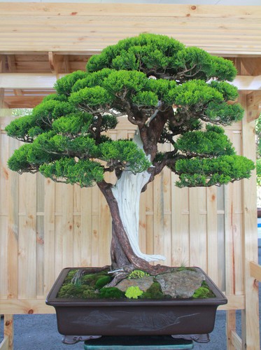 thousands of bonsai go on show at asia-pacific exhibition hinh 11