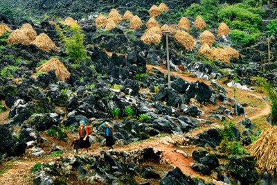 Mong ethnic people cultivate on rocks