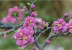 Stunning gemstone peach tree goes on sale in Hanoi ahead of Tet