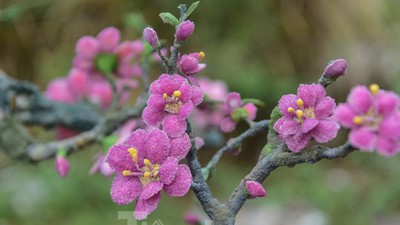 Stunning gemstone peach tree goes on sale in Hanoi ahead of Tet