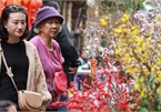 First signs of spring beauty spotted on Hanoi streets