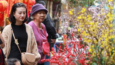 First signs of spring beauty spotted on Hanoi streets