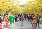 Visitors to HCM City in awe of streets covered in apricot blossoms