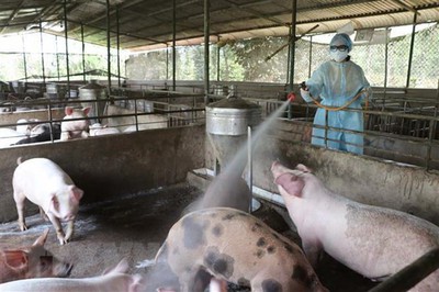 Vietnam, France partner in producing vaccines against livestock diseases
