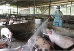 Vietnam, France partner in producing vaccines against livestock diseases