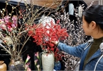 Expensive imported flowers a hot item for Tet