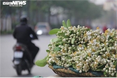 People across Hanoi enjoy fresh scent of grapefruit flowers