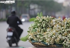 People across Hanoi enjoy fresh scent of grapefruit flowers