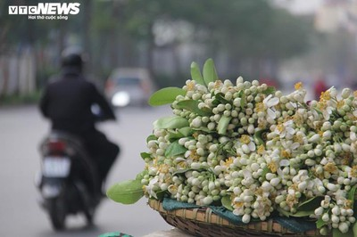 People across Hanoi enjoy fresh scent of grapefruit flowers