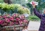 Streets around Hanoi enjoy sight of blossoming lotus flowers