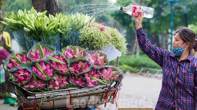 Streets around Hanoi enjoy sight of blossoming lotus flowers