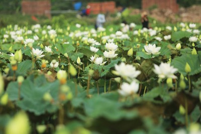 Charming white lotus flowers spotted in bloom on outskirts of Hanoi
