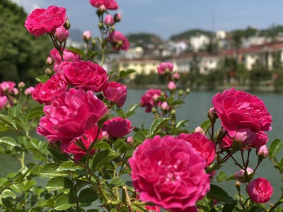 Discovering Vietnam’s largest rose valley in Sa Pa
