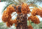 Biggest date palm garden in the Vietnam’s southwestern region