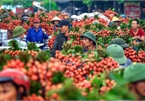 Vietnam unique lychee market in full swing