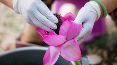 How Hanoi’s lotus-scented tea is made