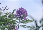 Hanoi dotted with Da Lat purple phoenix flowers