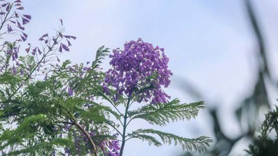 Hanoi dotted with Da Lat purple phoenix flowers