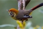 A close look at rare bird species in Hoang Lien national park