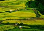 Top spots to enjoy ripening rice fields in Vietnam's north-western region