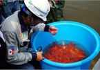 Japanese Koi fish released into Hanoi's To Lich river and West Lake to test for clean water