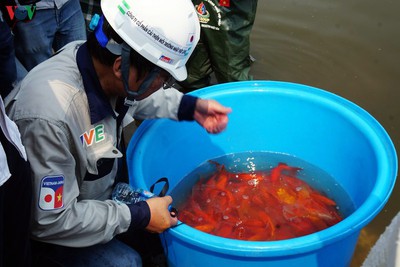 Japanese Koi fish released into Hanoi's To Lich river and West Lake to test for clean water