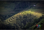 Exploring golden paddy fields of Yen Bai