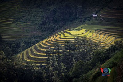 Exploring golden paddy fields of Yen Bai