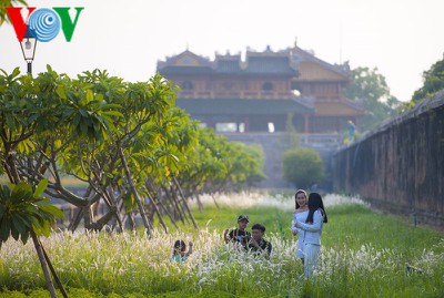 Discovering vibrant white grass check-in points of Hue city