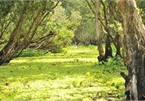 Tra Su indigo forest proves popular attraction among visitors