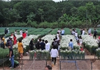 Young people flock to witness ox-eye daisy gardens in Hanoi
