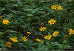 Exploring wild sunflowers in bloom in Ba Vi National Park