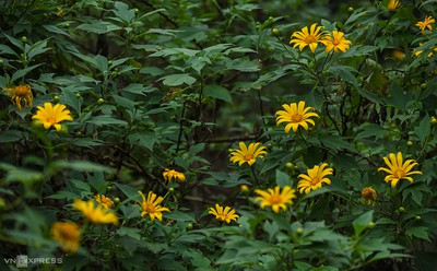 Exploring wild sunflowers in bloom in Ba Vi National Park
