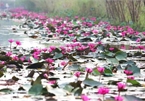 Discovering stunning water lilies of Yen stream