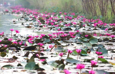 Discovering stunning water lilies of Yen stream