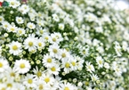 Ox-eye daises flood the streets of Hanoi