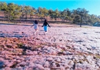 Discovering stunning pink grass hills of Da Lat