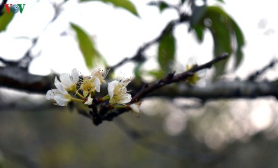 First appearance of plum blossoms signals early spring in Moc Chau