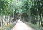 Young people flock to unique bamboo forest in Quang Nam