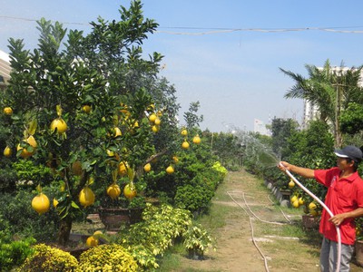 Dien grapefruit in HCM City sees price rise ahead of Tet
