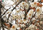 Exploring pristine beauty of apricot blossoms in Moc Chau