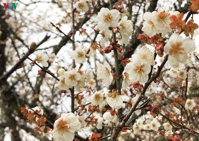 Exploring pristine beauty of apricot blossoms in Moc Chau